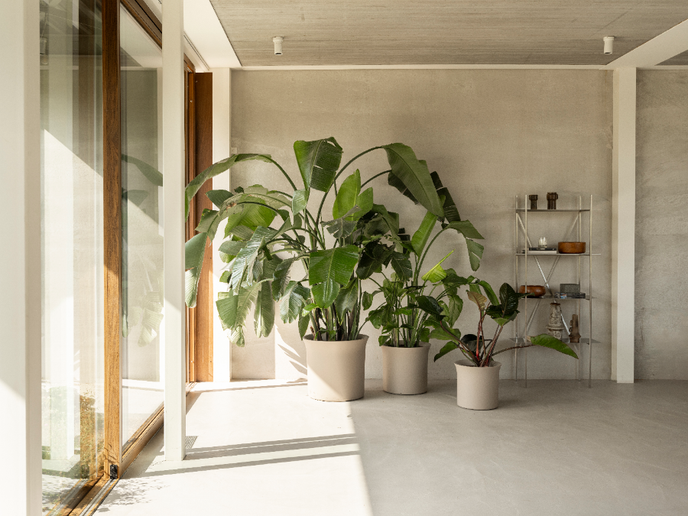 june tulip 40cm greige